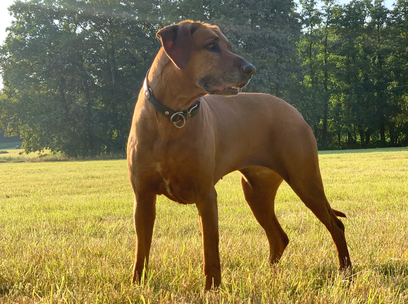 Afra