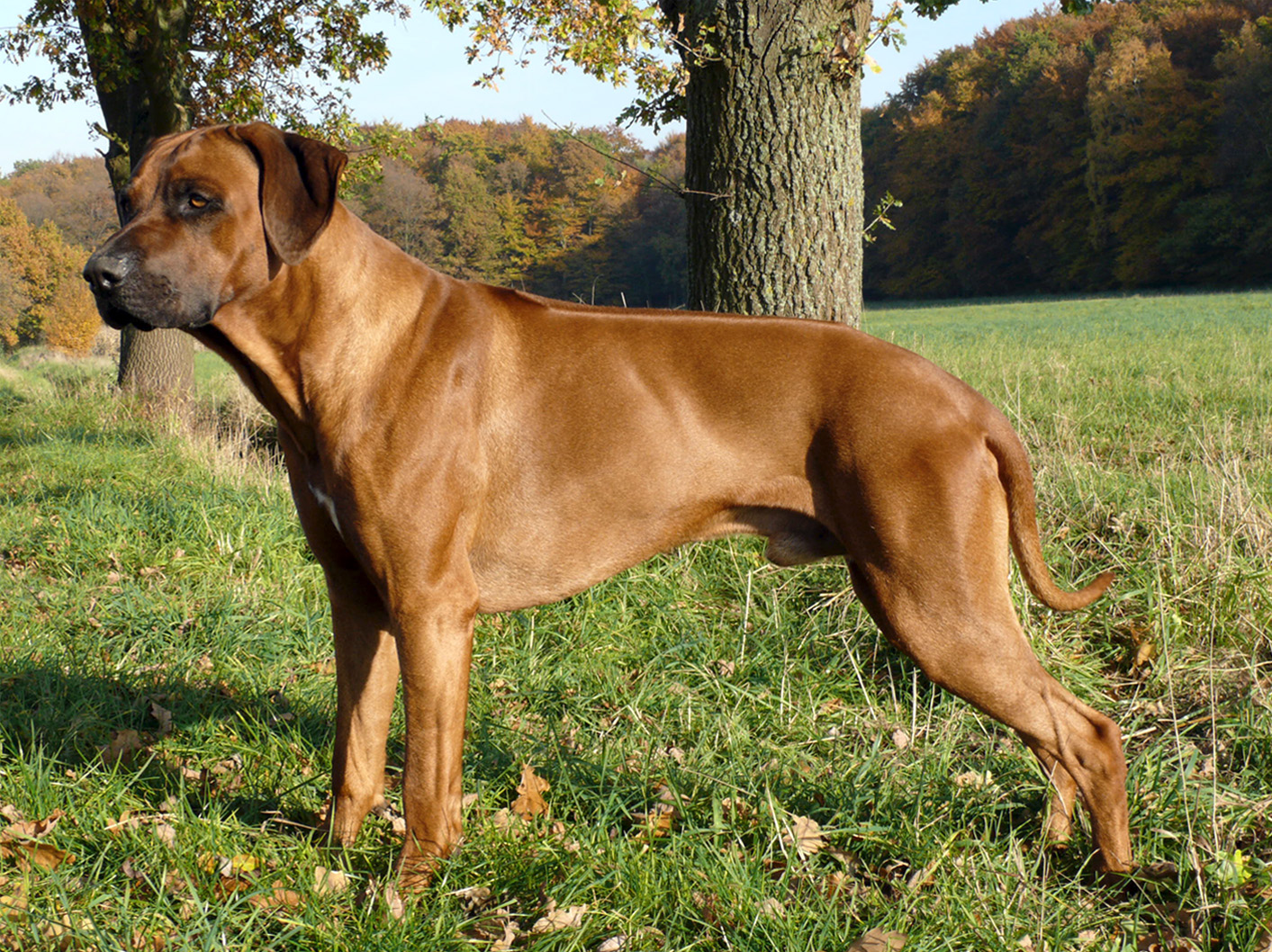 Akim