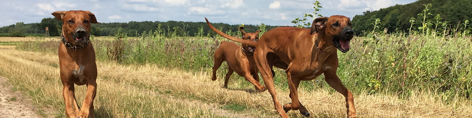 Zucht in Deutschland