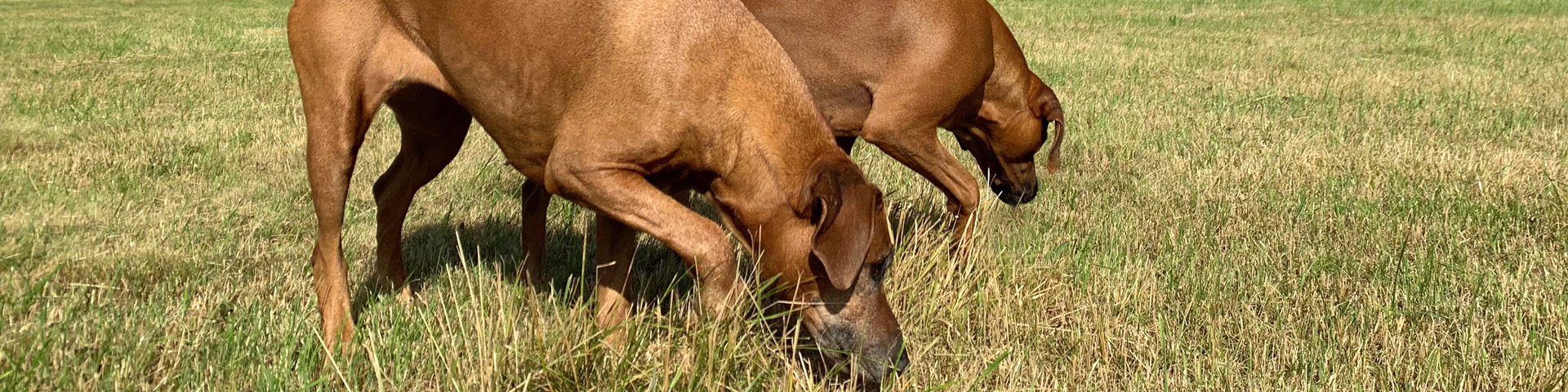 Unsere Hunde
