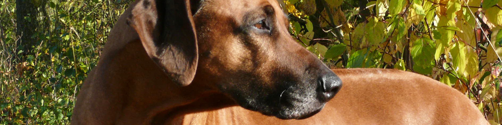 MASVINGO Imara Themba